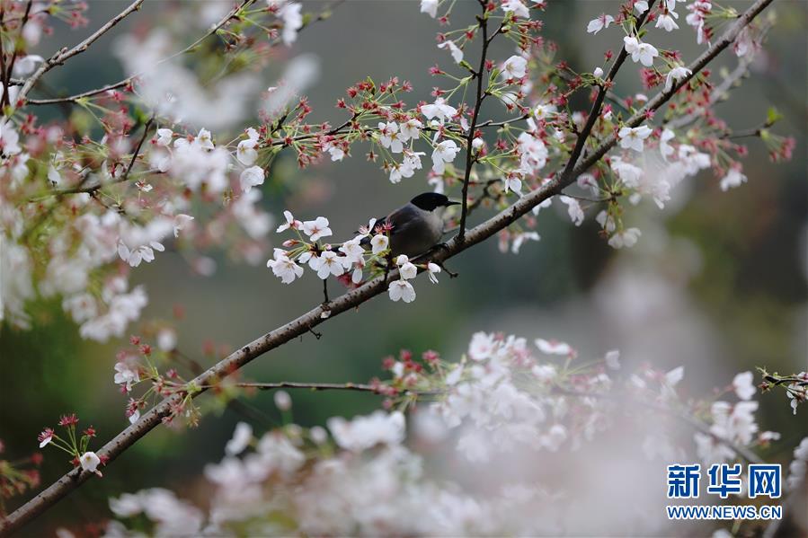 春暖花开，生命活力与希望的旋律