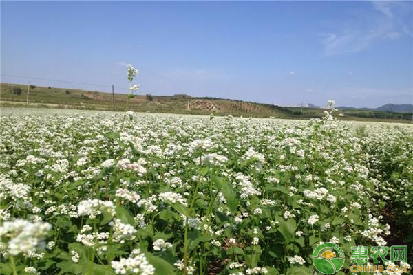 荞麦价格走势，市场动态、影响因素与未来趋势分析