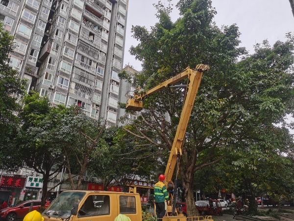 双凤桥街道最新资讯速递