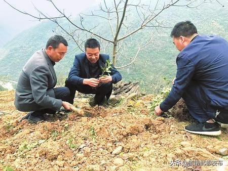 枫相乡新发展规划，塑造乡村新貌，推动可持续发展进程