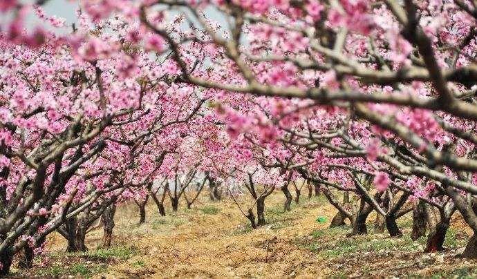 槐花村发展规划概览，未来蓝图揭秘