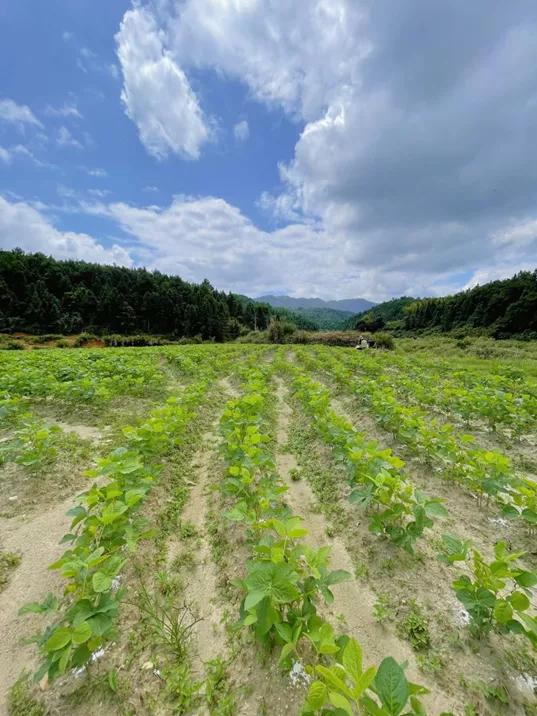 荒地乡重塑未来蓝图，最新发展规划揭秘