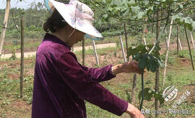 赤壁市自然资源和规划局发展规划概览