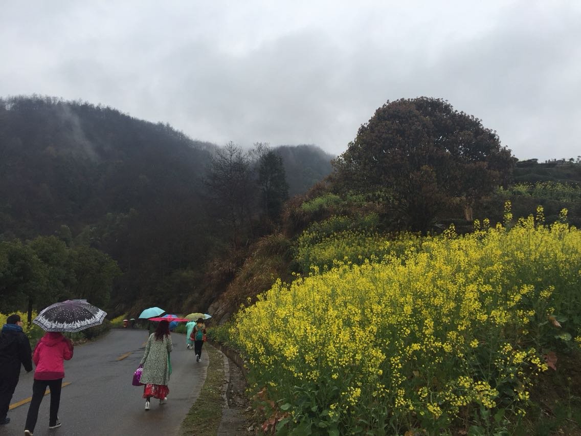 黄坭村天气预报更新