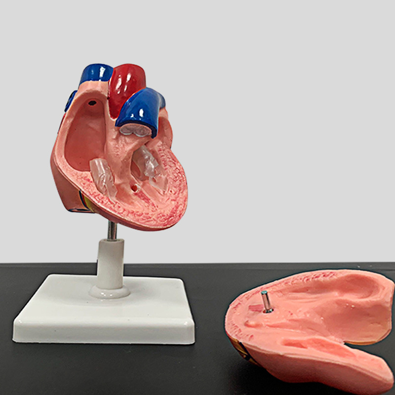心脏模型下载，数字化工具助你探索心脏健康奥秘